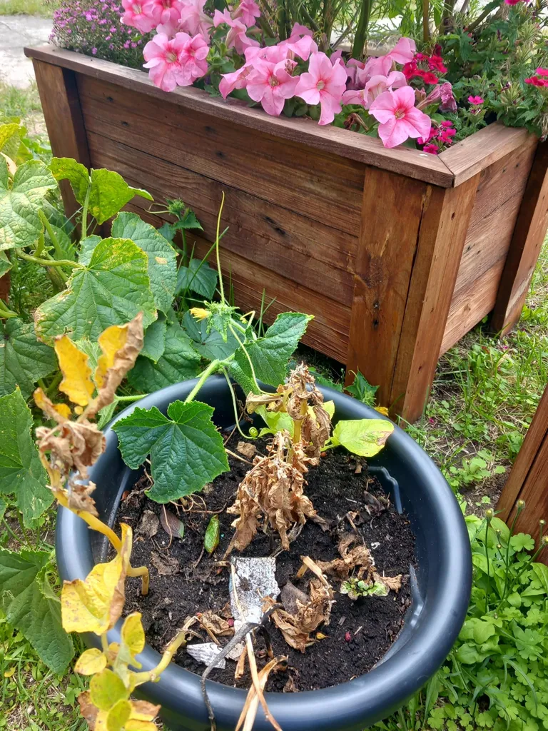 Kolm kuud pärast mugulate pottipanekut olid pealsed kuivanud ja saak valmis.