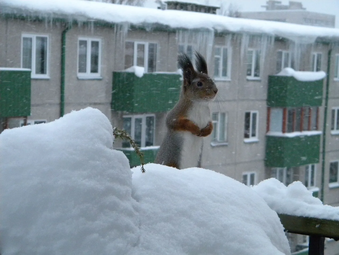 Orav Mustamäel 5. korruse rõdul