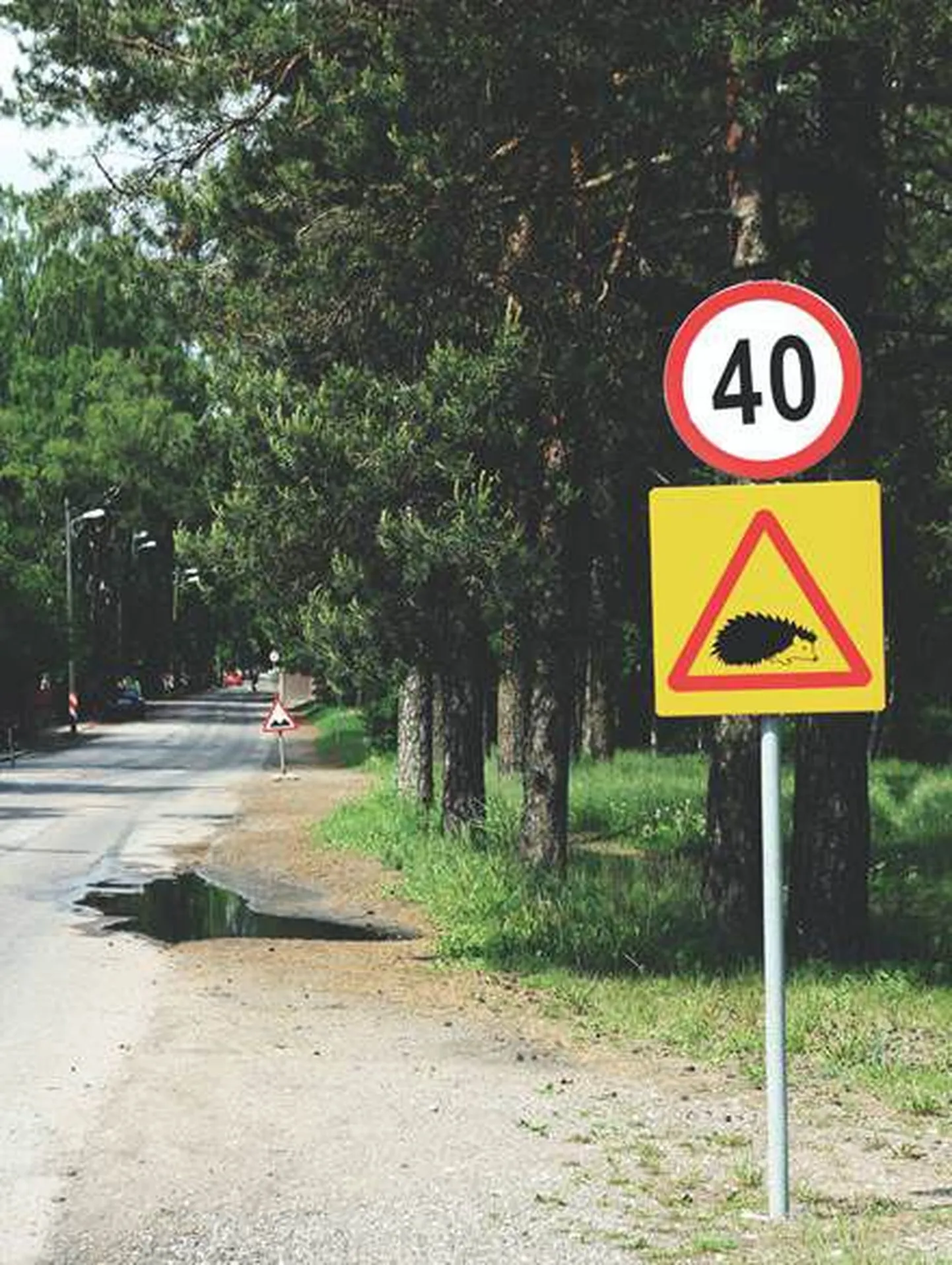 В Таллинне появились новые дорожные знаки «Осторожно, ёж!»