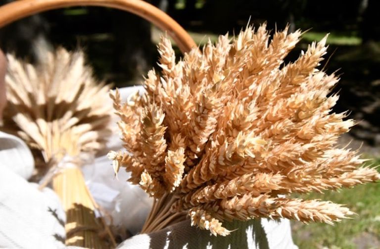 Колосья латгальской пшеницы
