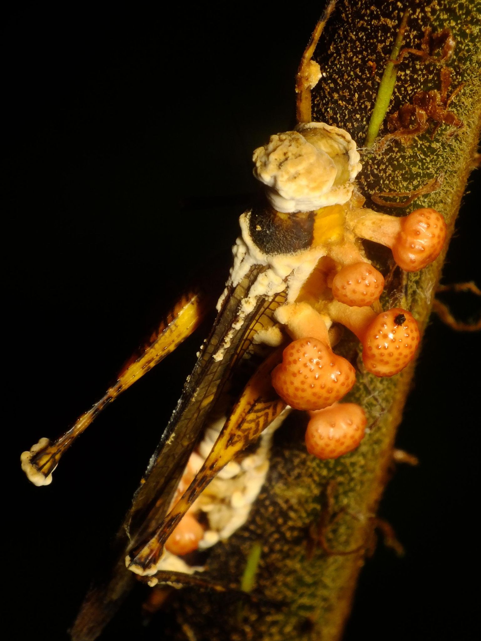 Vihmametsa parasiitsed seened kontrollivad putukate arvukust, nii et ükski liik ei saa arvulist ülekaalu.