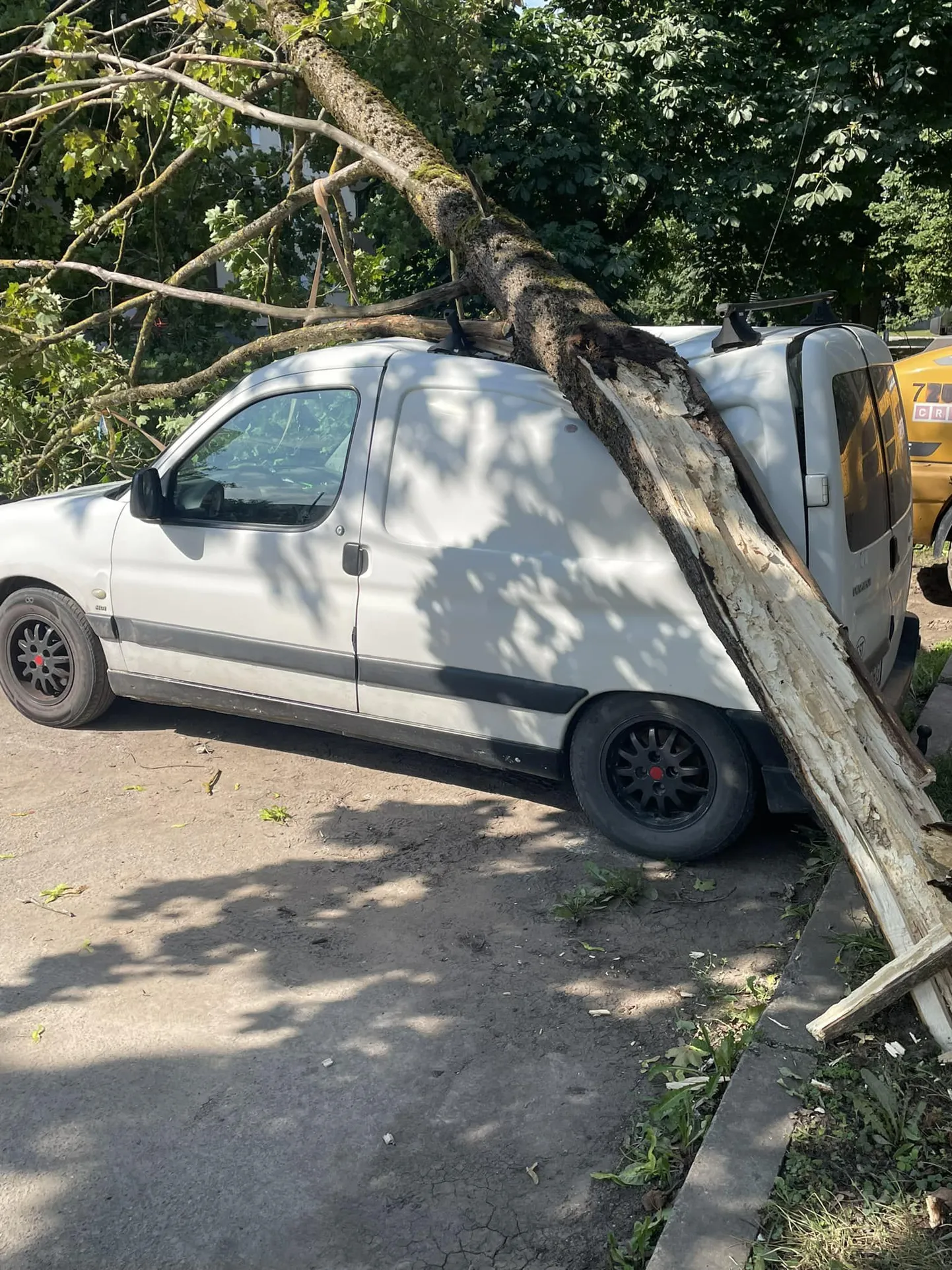 Сломанное дерево раздавило фургон, припаркованный на улице Куу в Тарту.