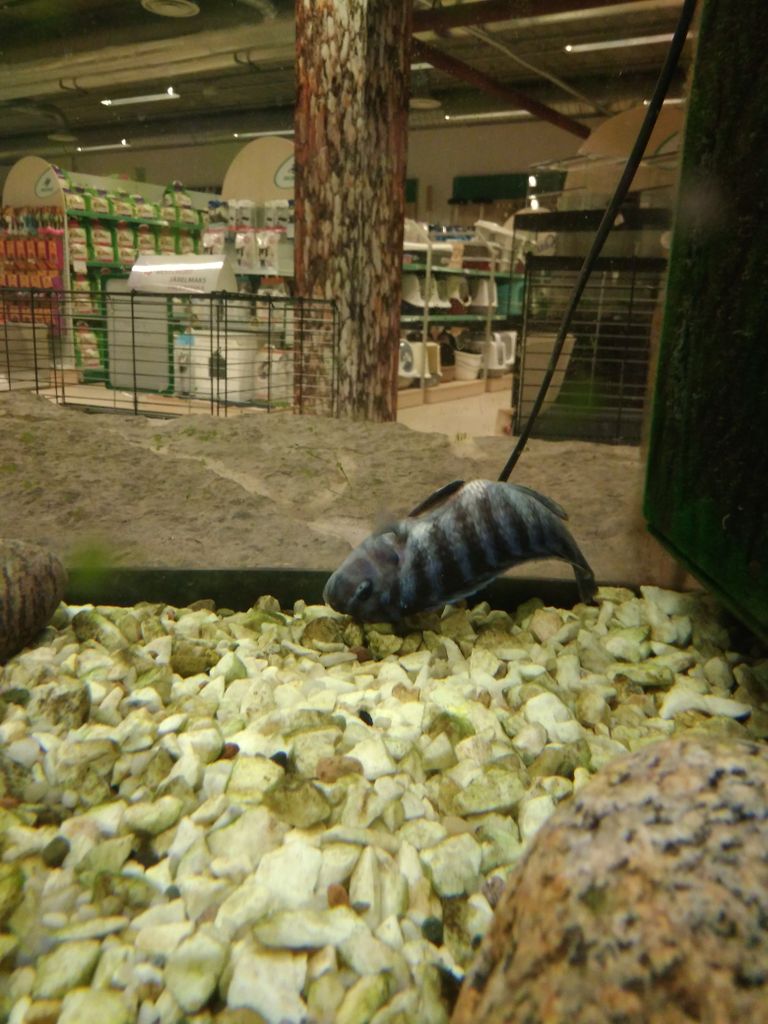 Vigastatud kala Zoo Planeti müügisaalis.