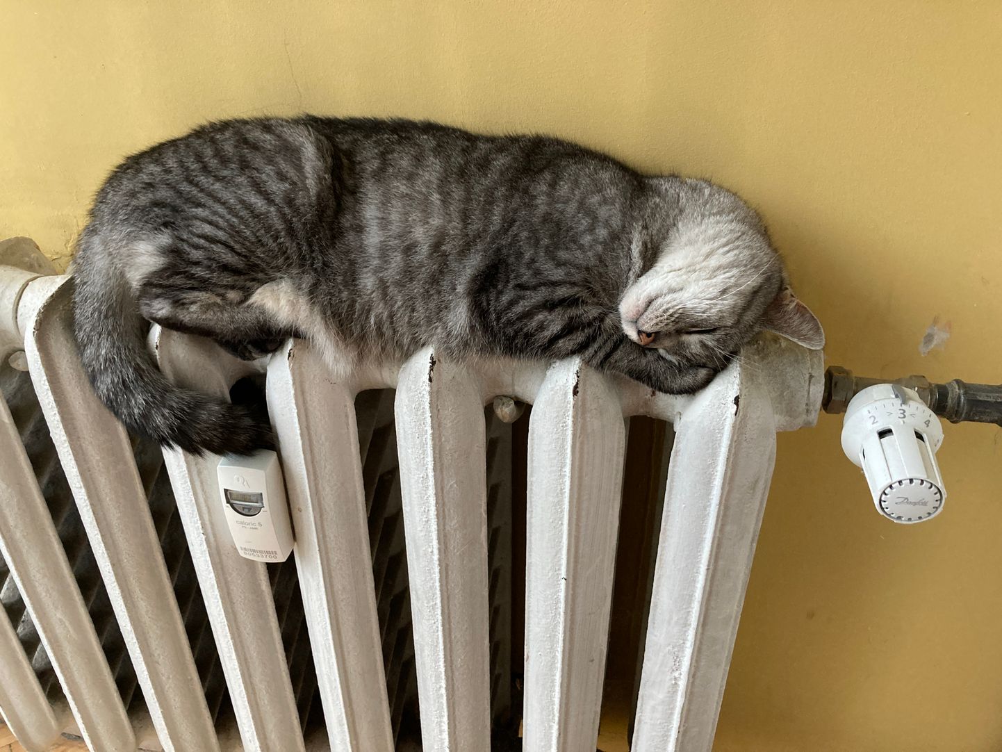 Кот на радиаторе отопления