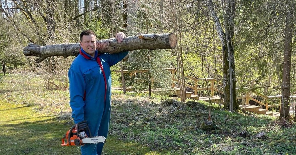 HUMOORIKAS PILT Jüri Ratas kannab kevade alguse puhul maakodus palki ...