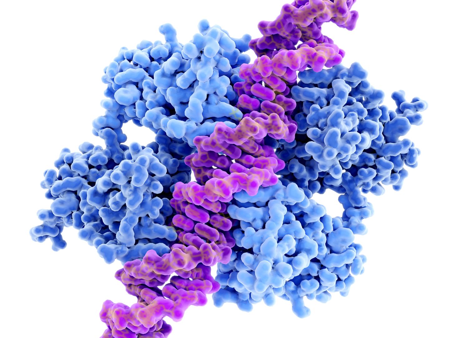 DNAga seotud valk p53 takistab vähi teket ning toimib genoomi valvurina.