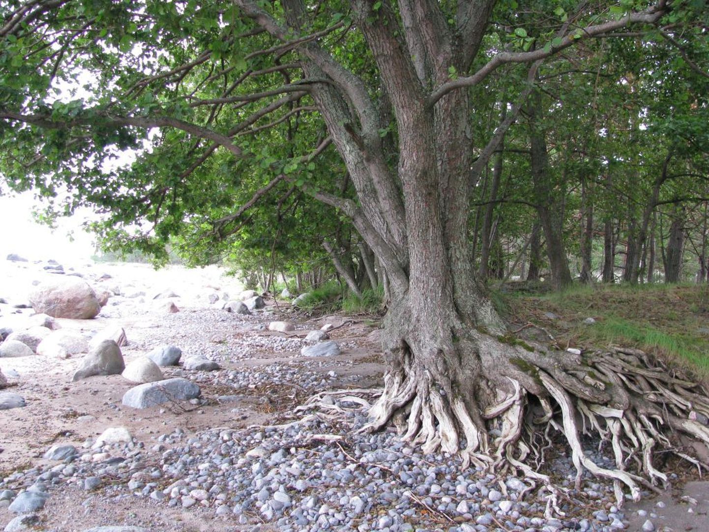 Taani kuninga aed võlub salumetsaga, kus meri on puude juured paljaks uhtunud.