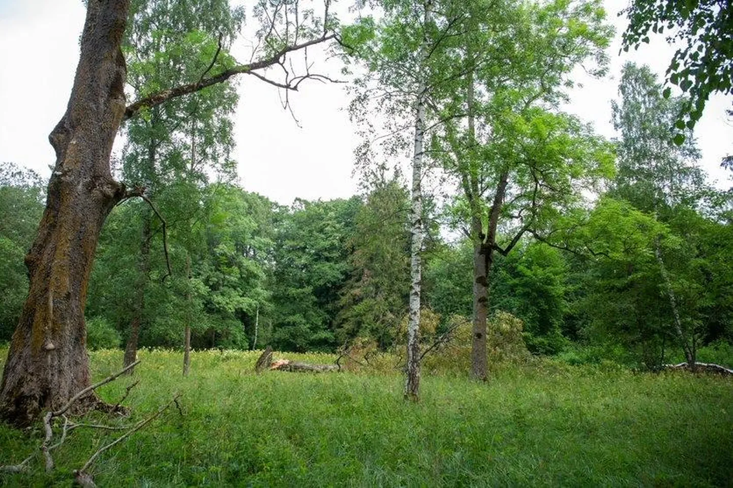 Vaeküla park hakkas metsistuma pärast seda, kui kool selle kõrvalt minema kolis.