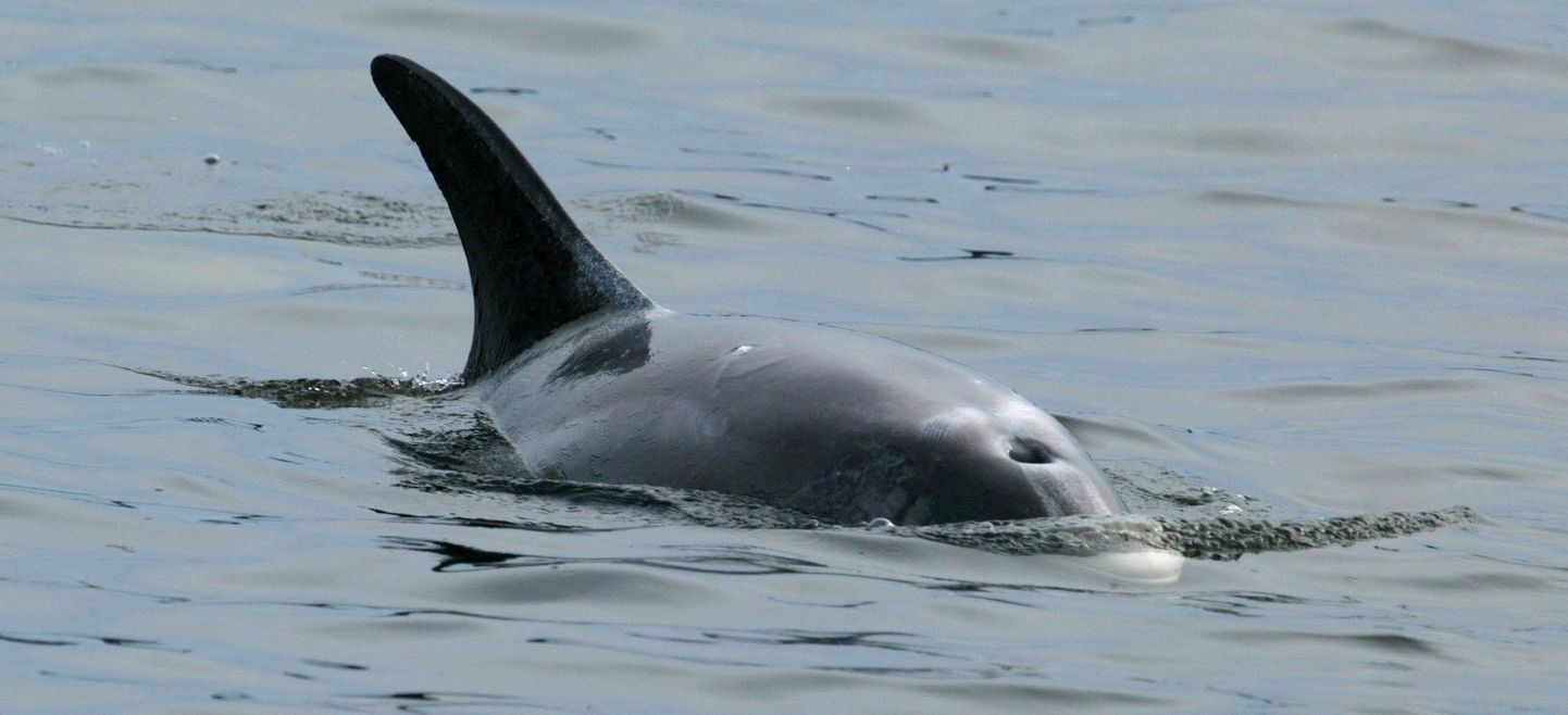 Valgekoon-delfiin Norra vetes