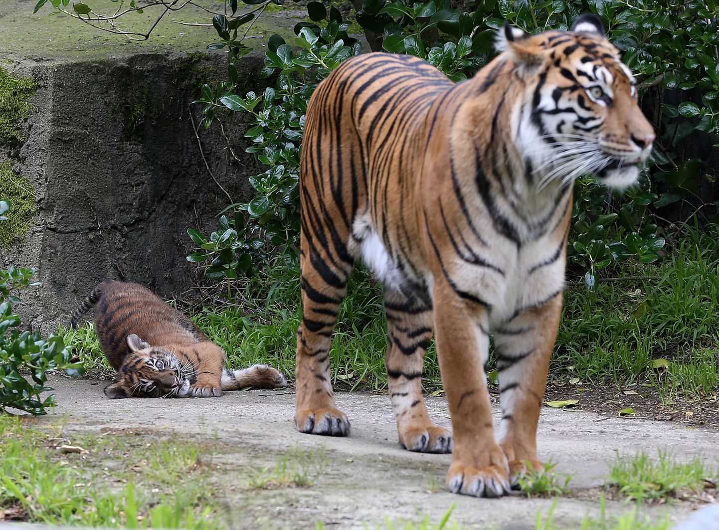Sumatra tiiger