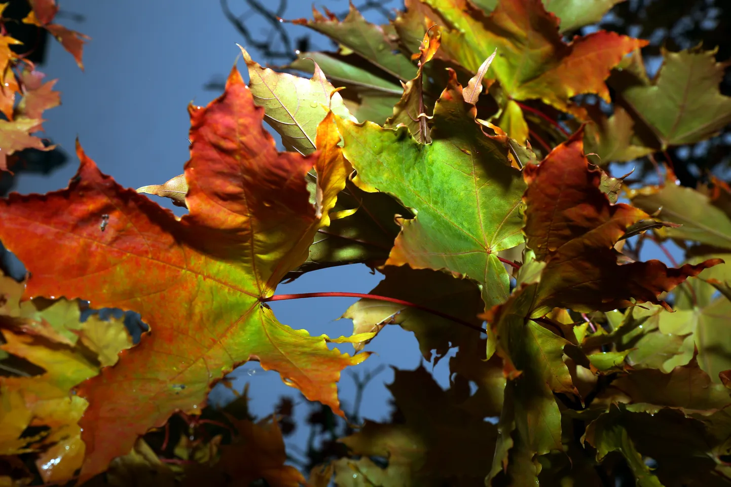 Rudens lapas.
