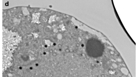 See on enneolematu: hiidviirus lahustab rakutuuma ja asub se