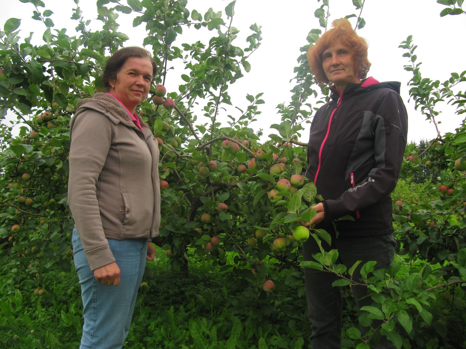 Polli aiandusuuringute keskuse vanemteadur Ave Kikas (vasakul), teadur 
Kersti Kahu ja "Talvenauding”.
