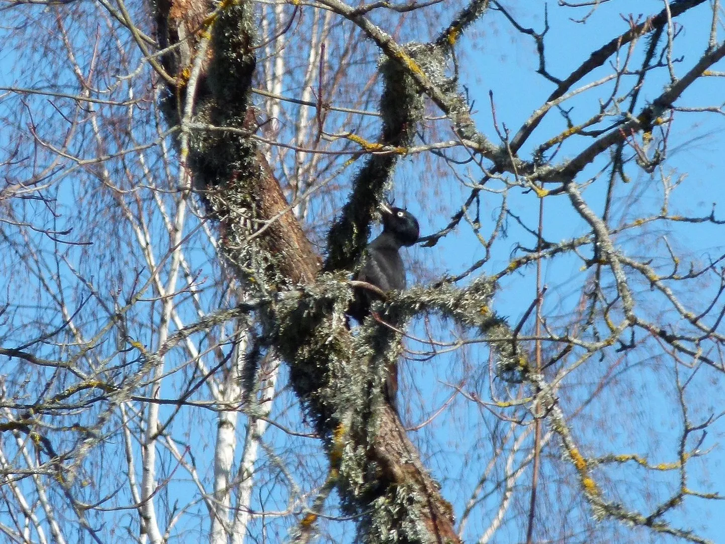 Musträhn on Eesti suurim rähn, pelglik, kuid väga lärmakas.