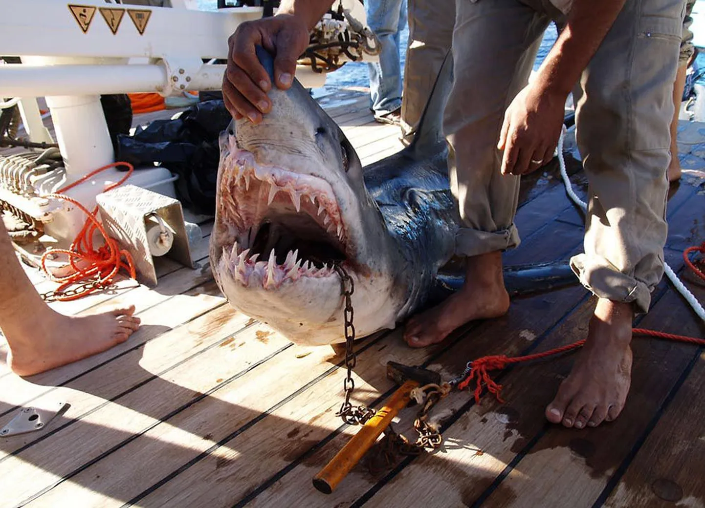 Päev pärast seda kui hai ­vigastas kolme vene ja üht ukraina turisti, püüti merest välja paarimeetrine hai ja kohalikud võimud teatasid, et süüdlane on tabatud. Kolm päeva hiljem tappis hai aga sakslannast turisti. Õiget tapjahaid pole siiani kätte saadud.