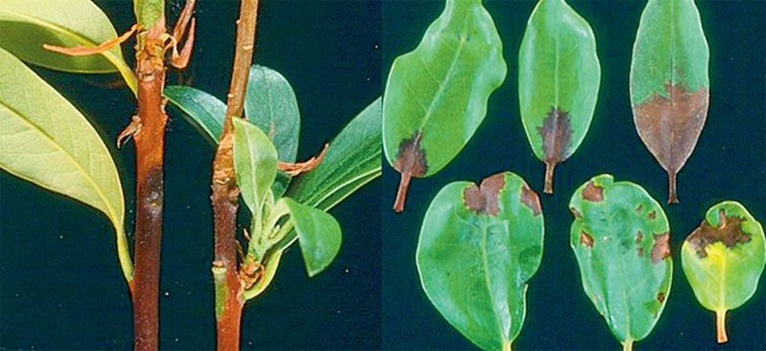 Rododendronite seenhaigusest tamme-äkksurmast kahjustatud taimede varred ja lehed.