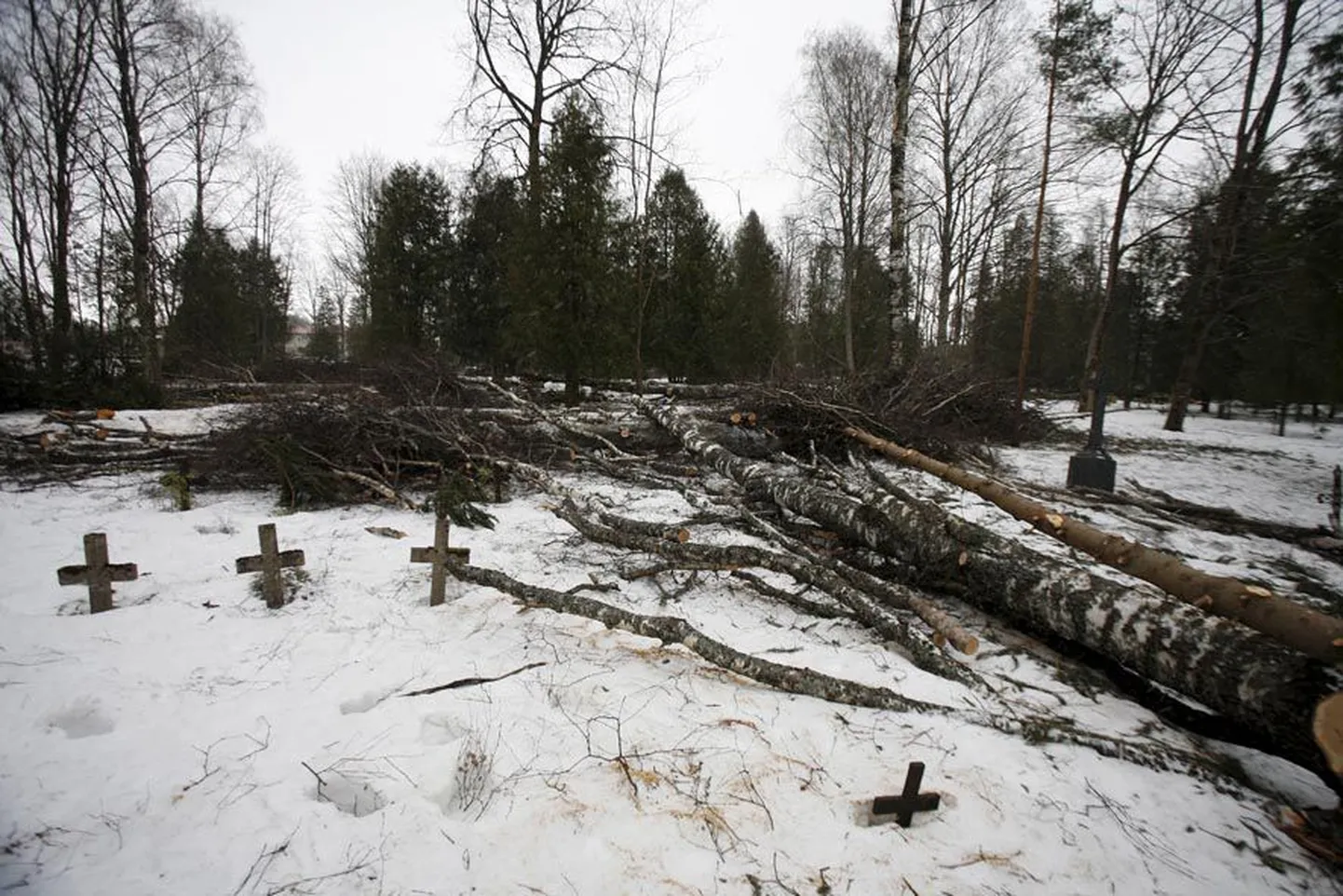 Türi Kesklinna kalmistult on maha võetud 354 üksikpuud, puudegruppi ja põõsarühma, et tulevasel parkkalmistul oleks valgust ja kaunist välimust.