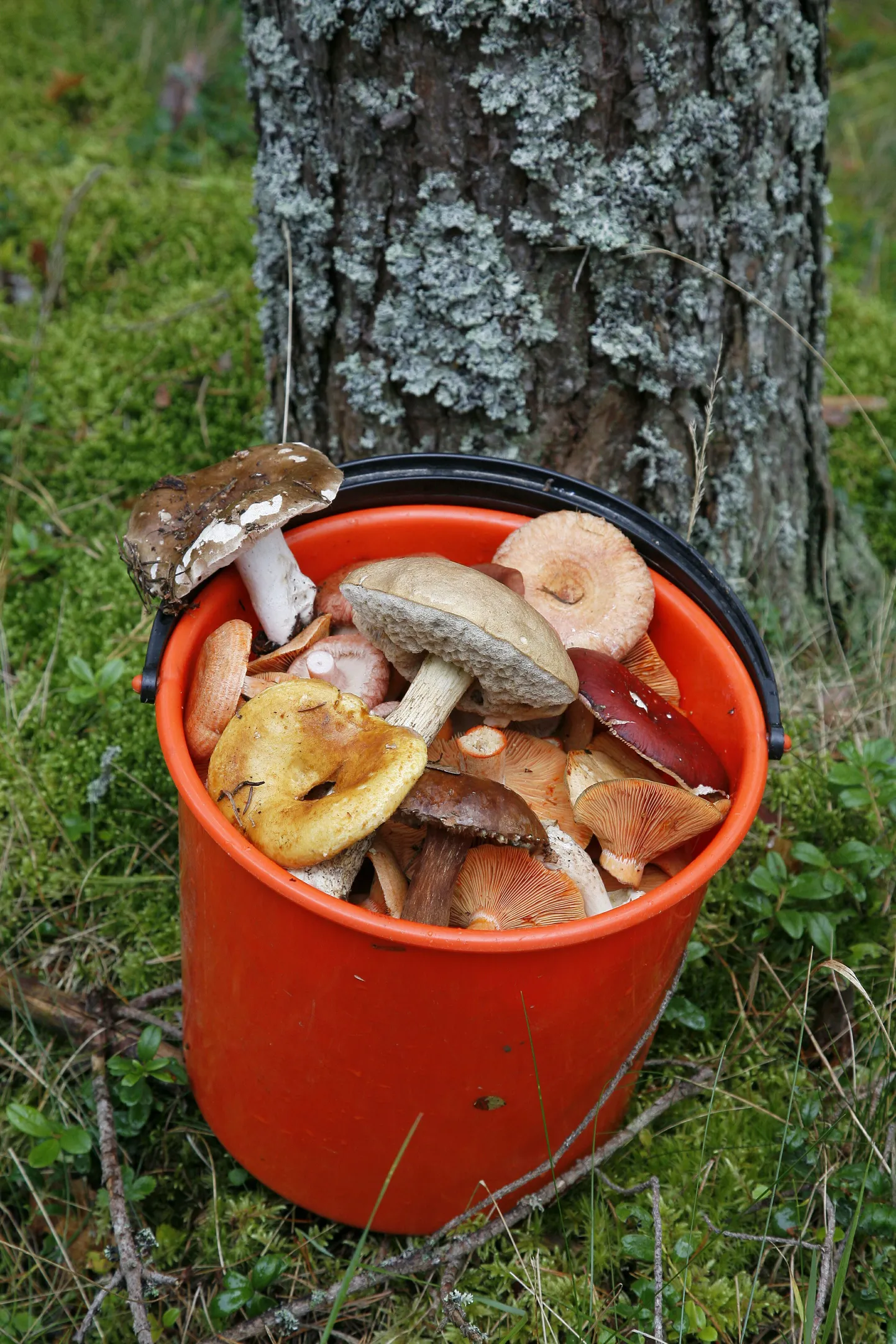 Ämber seentega.