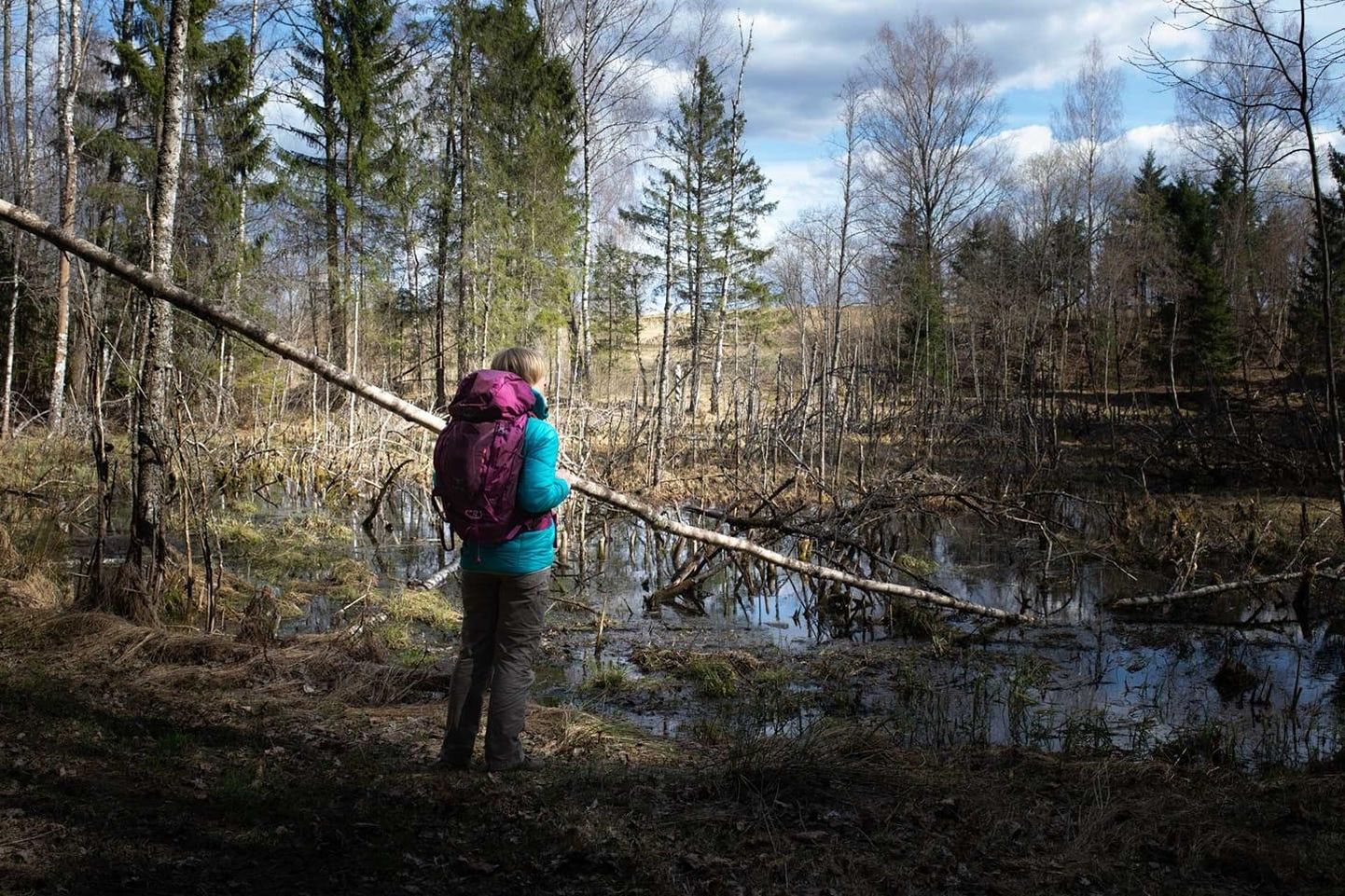 Metsa matkarada kulgeb läbi kolme Balti riigi kõige metsasemate alade, rahvusparkide ja looduskaitsealade.