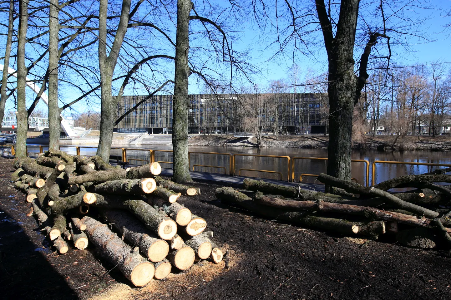 Täna lõuna paiku seisid vabaduse puiestikus maha raiutud üheksa puud riidas.