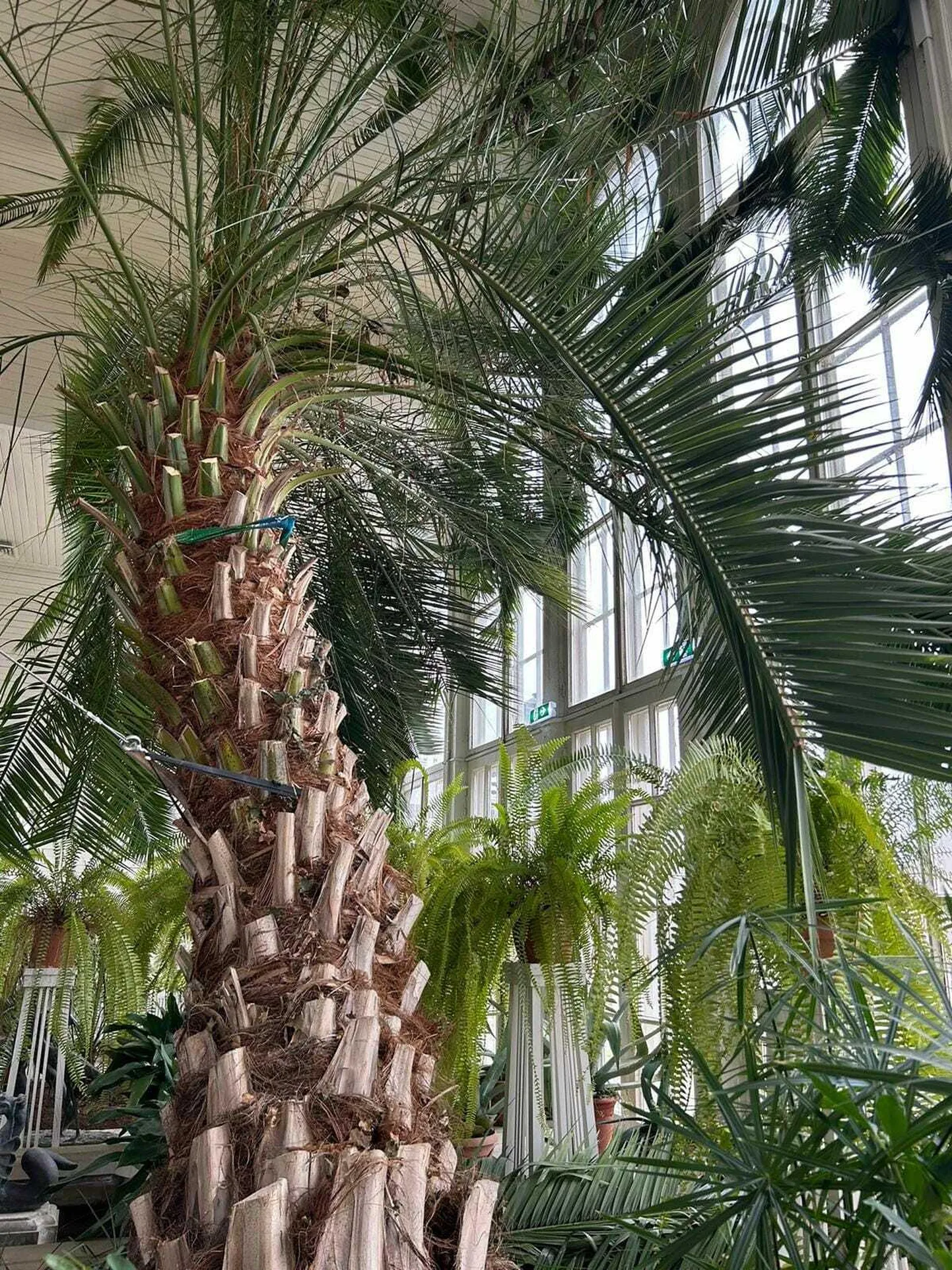 Kanaari datlipalm Palmse mõisa palmimajas.