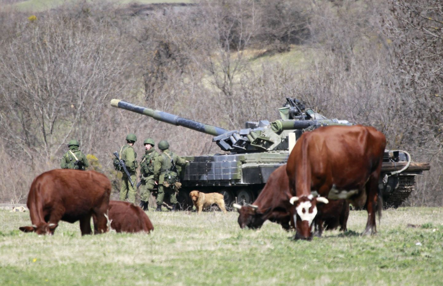 Need Krimmi poolsaarel Perevalnoje sõjaväebaasi lähistel elanud lehmad end Vene tankide saabumisest häirida ei lasknud, nende ülesanne on ka sõja ajal süüa ja piima anda.