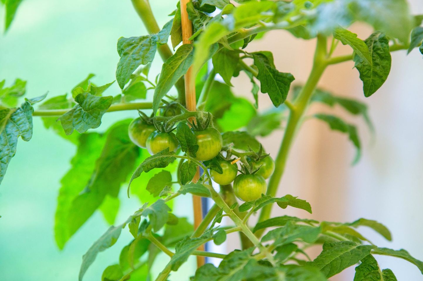 Rõdul kasvatamiseks ei sobi piiramatu kasvuga tomatitaimed. Eelkõige sobivad sinna madalad sordid.