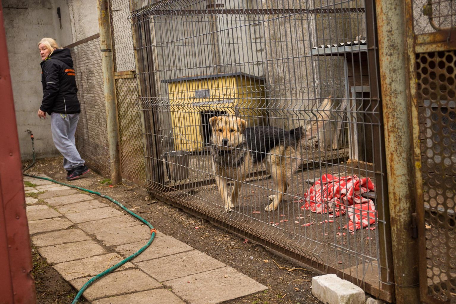 Rakvere kodutute loomade varjupaik tegutseb samas kohas veel vähemalt järgmise aasta lõpuni.