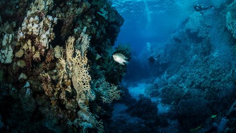 Vaikse ookeani sügavustest leiti erakordseid olendeid, keda pole kunagi varem nähtud