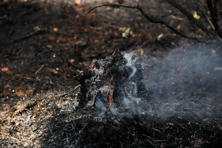Metsapõleng Hummuli vallas Aitsra külas.
