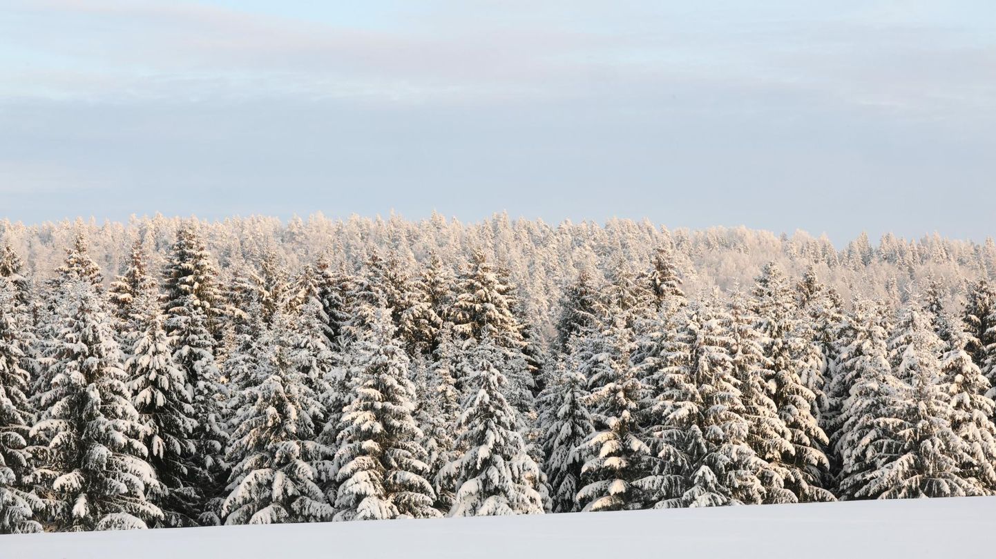 Detsembri alguses valitses Eestis tõeline talve võlumaa. 