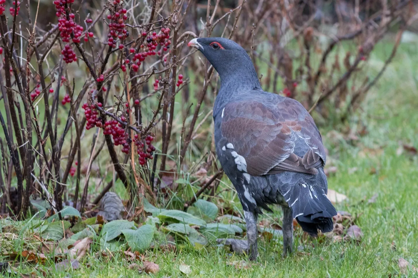 Metsis ehk mõtus (Tetrao urogallus) on
Euroopa suurim kanaline.