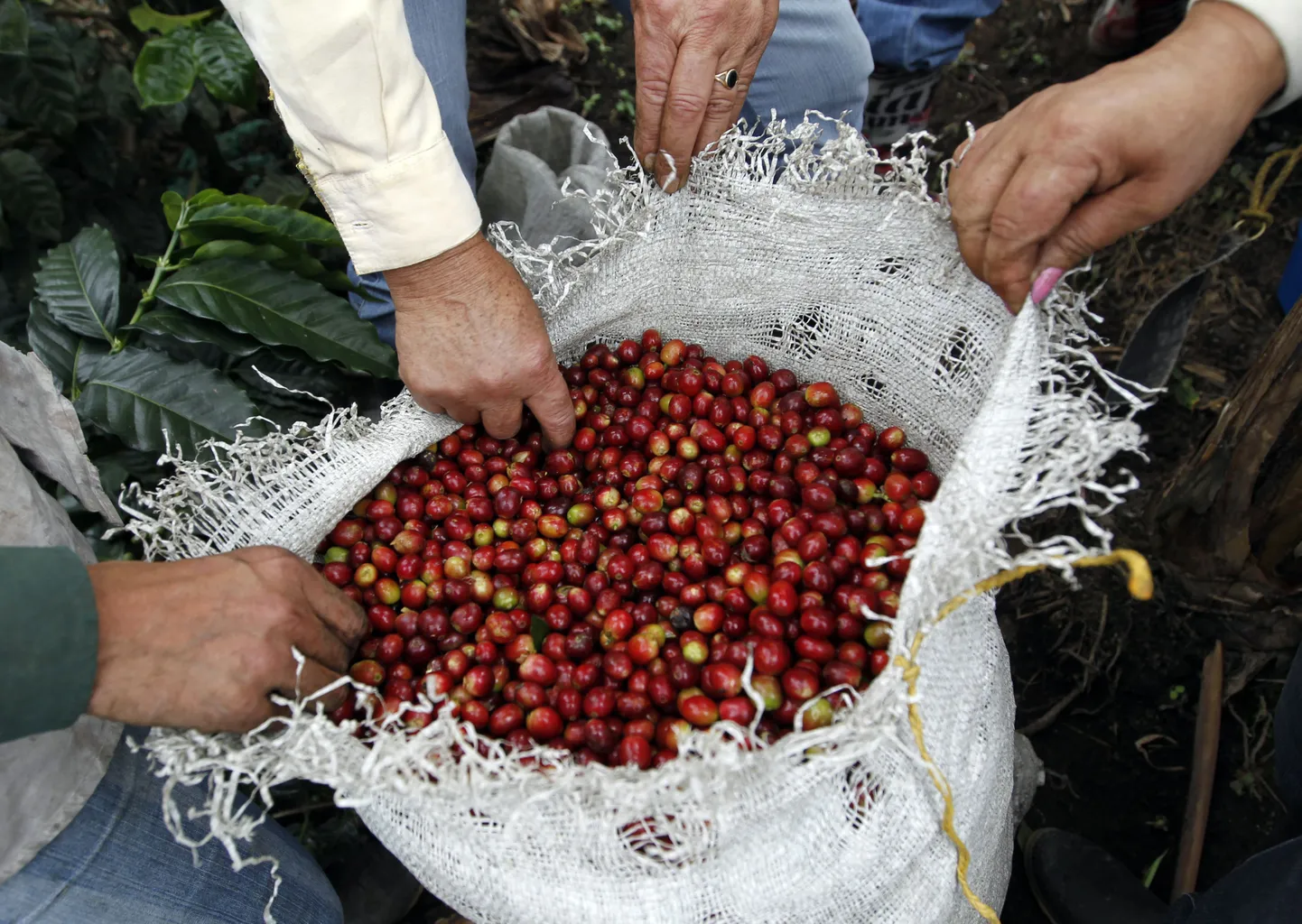 Arabica kohvi oad.