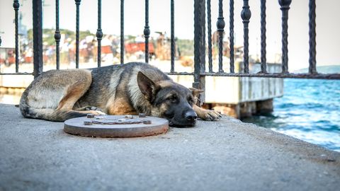 Sarucis dzīvnieku patversmēs uzņemto dzīvnieku skaits