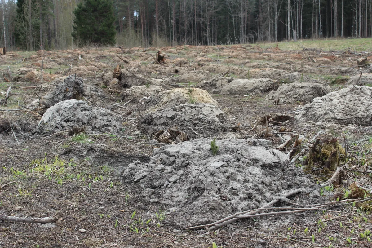Katru gadu Latvijas mežu platības palielinās – tiek iestādīts vairāk jaunu koku nekā nocirsts.