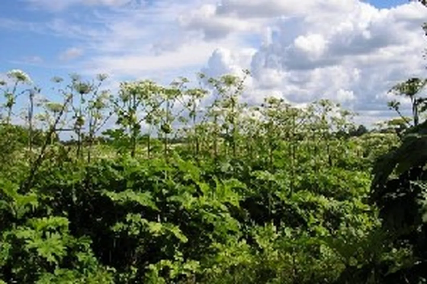 Raksta foto