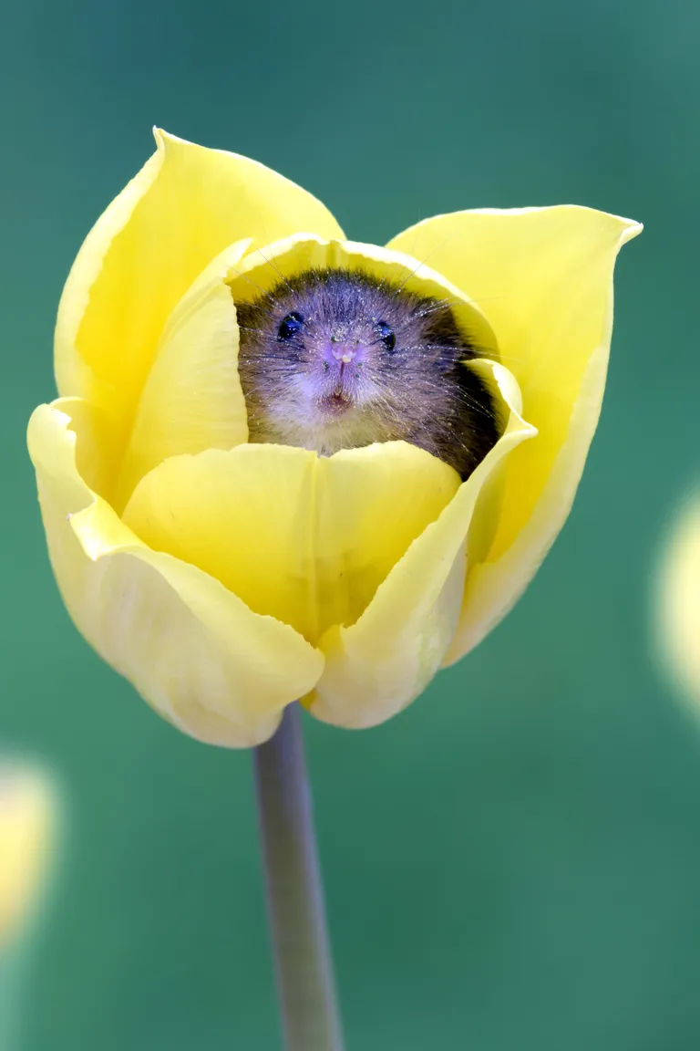 Pisihiired