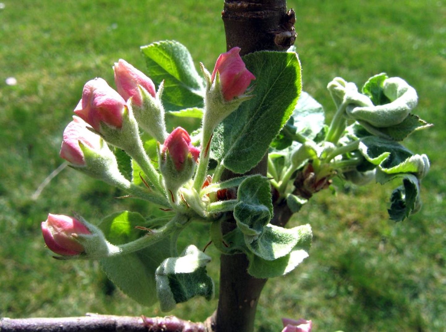Sindis Orava tänaval elava Toivo Lobjaka aias puhkes õunapuu õide.