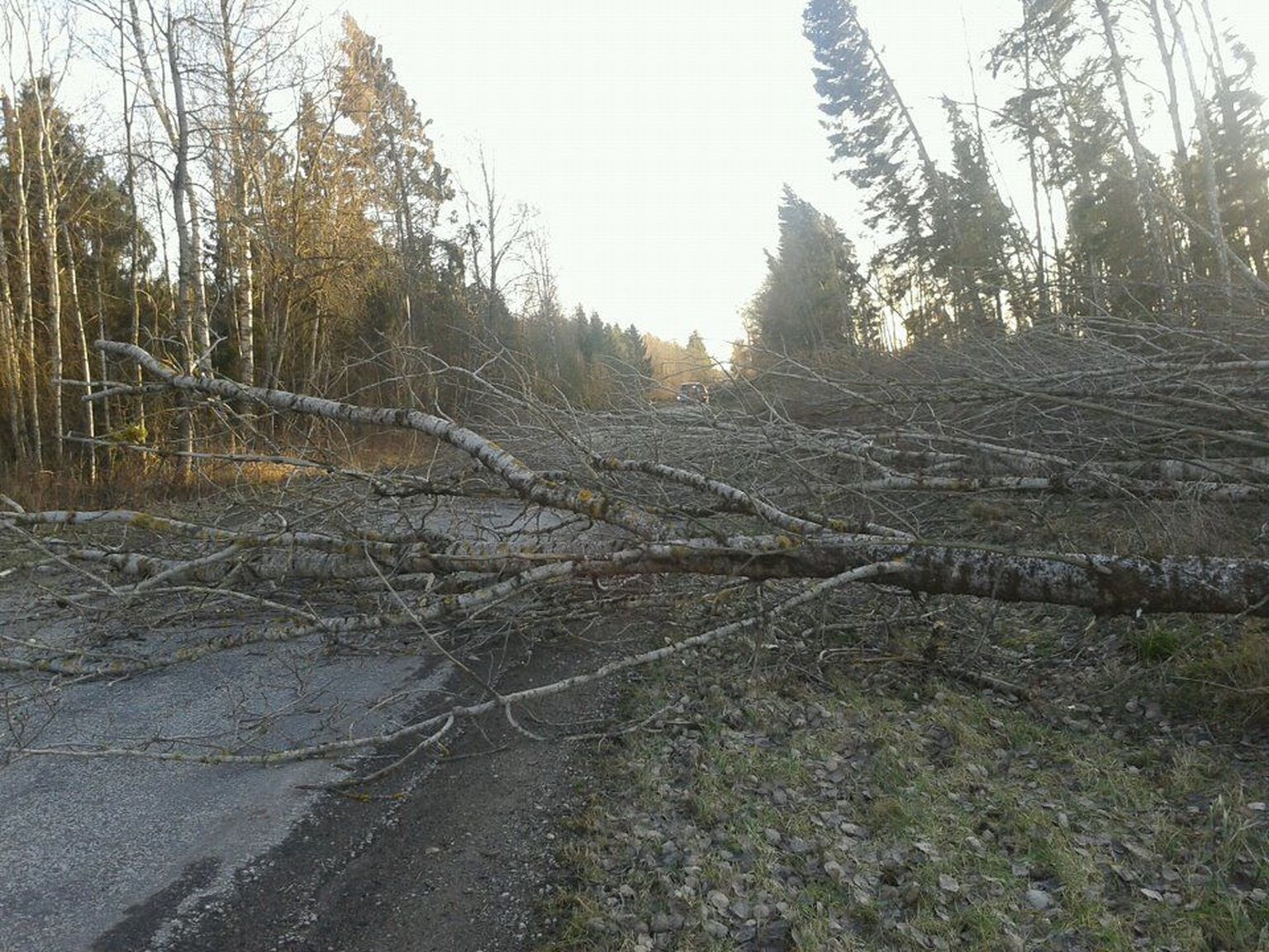 Teele langenud puud.