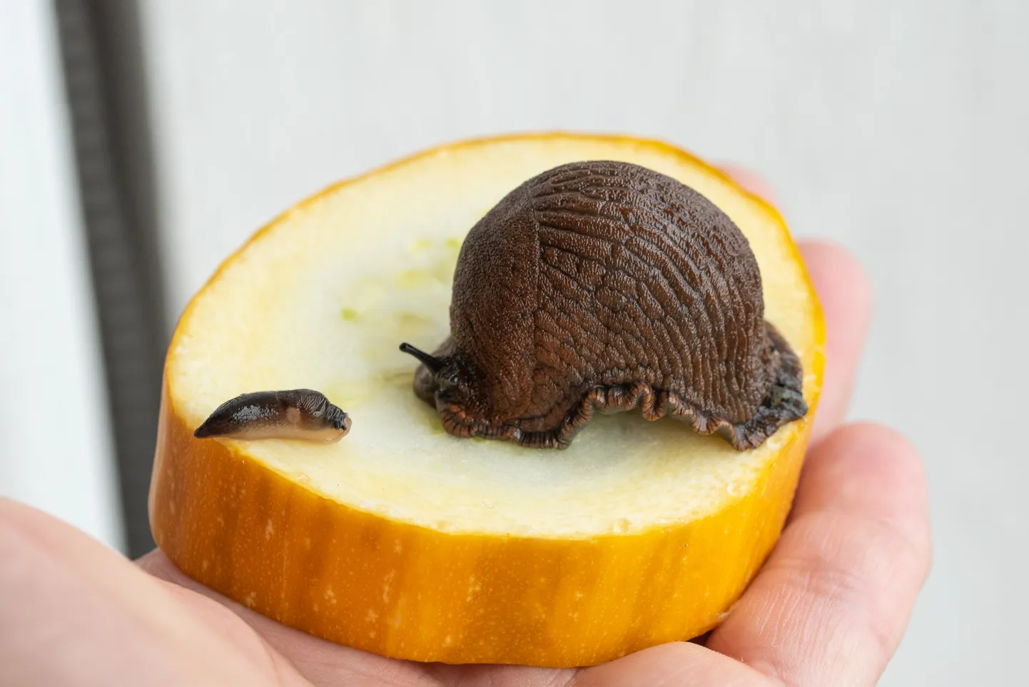 Vasakul mustpeanälkjas, paremal Hispaania teetigu.