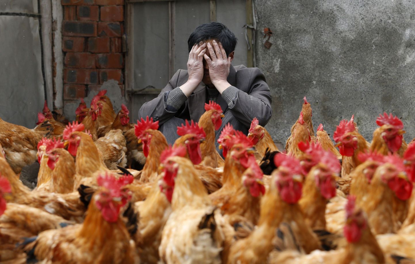 Uus linnugripp vallandus Hiinas.