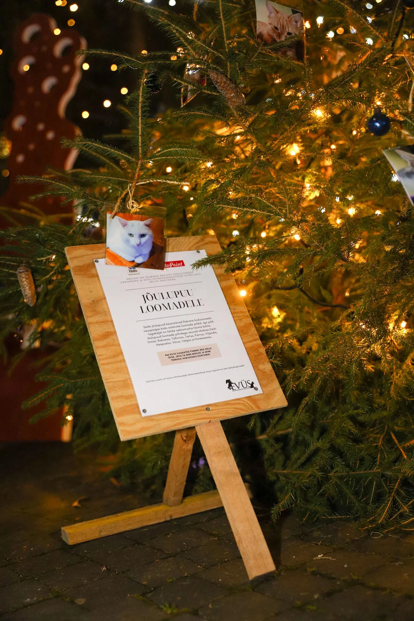 Rakvere Keskväljakul kõrgub jõulupuu, mille kaudu otsitakse varjupaigaloomadele peremeest.