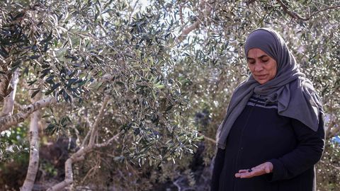 SAAK JÄI PUU OTSA ⟩ Läänekalda asunike vägivald seab ohtu palestiina oliivikasvatajate elu ja elatise