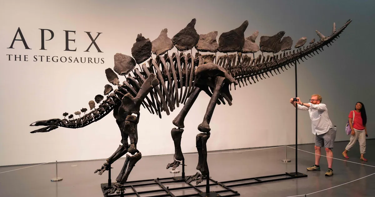 NU CUMPĂRAȚI ⟩ Scheletul Saurus este scos la licitație – au mai vândut și uite cât costă