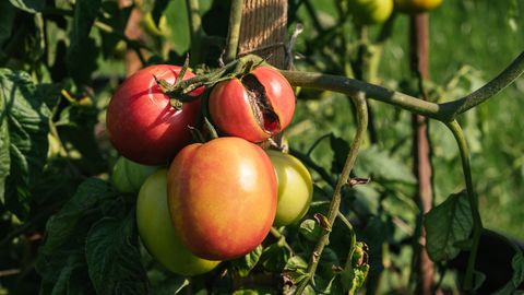 Enamik tomatikasvatajaid teevad ühe suure vea, mis vähendab oluliselt saagikust