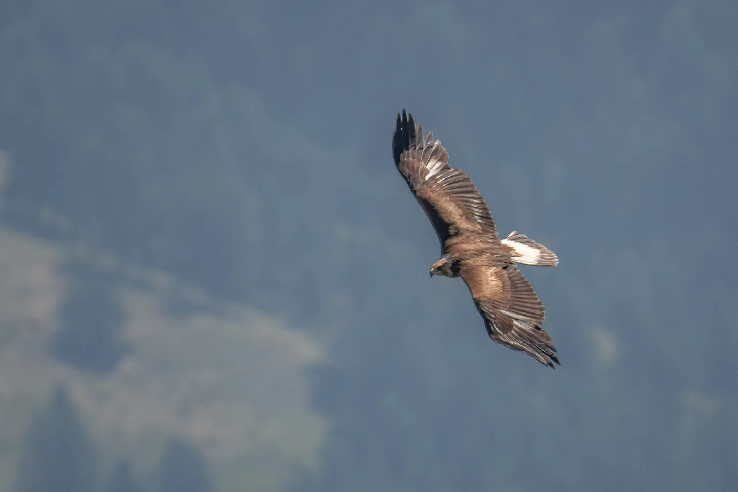 Kaljukotkas (Aquila chrysaetos). Pilt on illustreeriv.