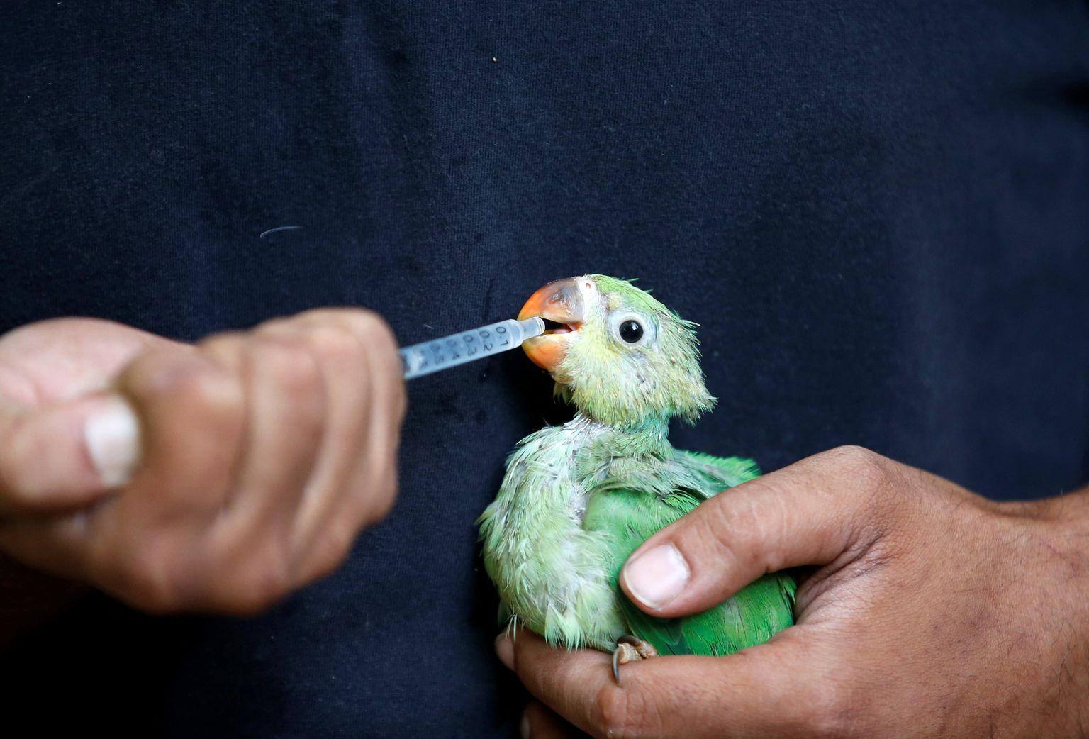 Väiksele papagoipojale toidetakse süstlaga vee- ja multivitamiinisegu Ahmedabadi loomakliinikus.