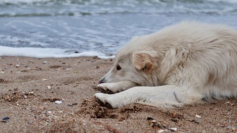 SÜDANTLÕHESTAV ⟩ Koer ootab iga päev tundide viisi rannas, sest...