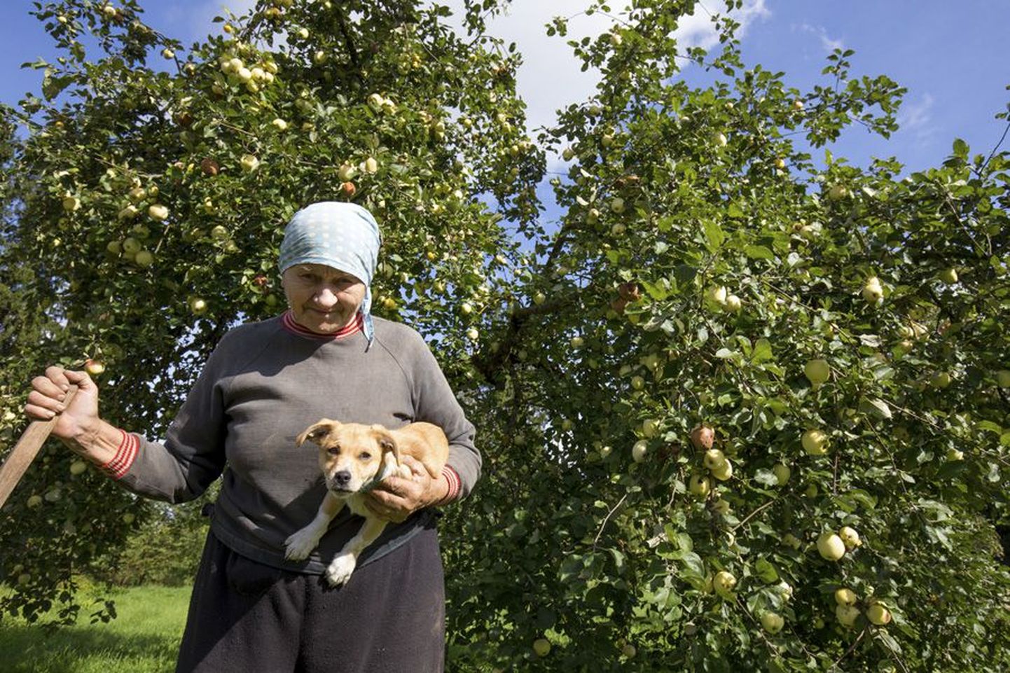 Vennijaagu talu perenaine Ilvi Ardla ütles, et iga-aastasest õunauputusest on pigem mure ja peavalu. Tema kolmekuune kutsikas Upsik tunneb ubinatest suurt rõõmu.
