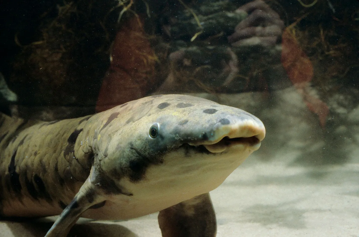 Kopskala Vanaisa